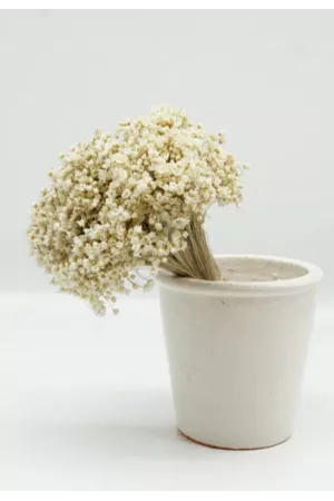 Marcela - 50g - Torkade blommor
