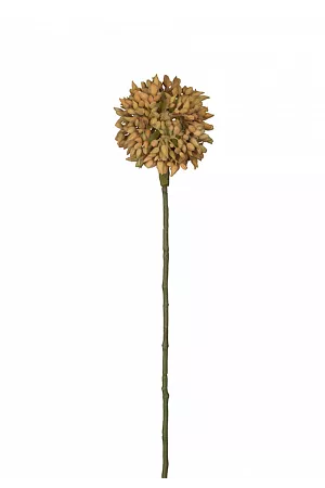 Allium kvist - Gul