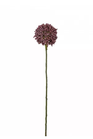 Allium kvist - Lila
