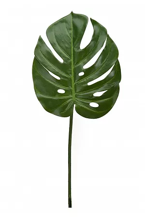 Monstera - Blad - Liten
