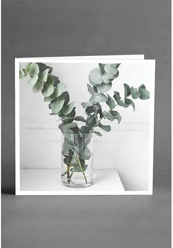 Eucalyptus - Vykort 1
